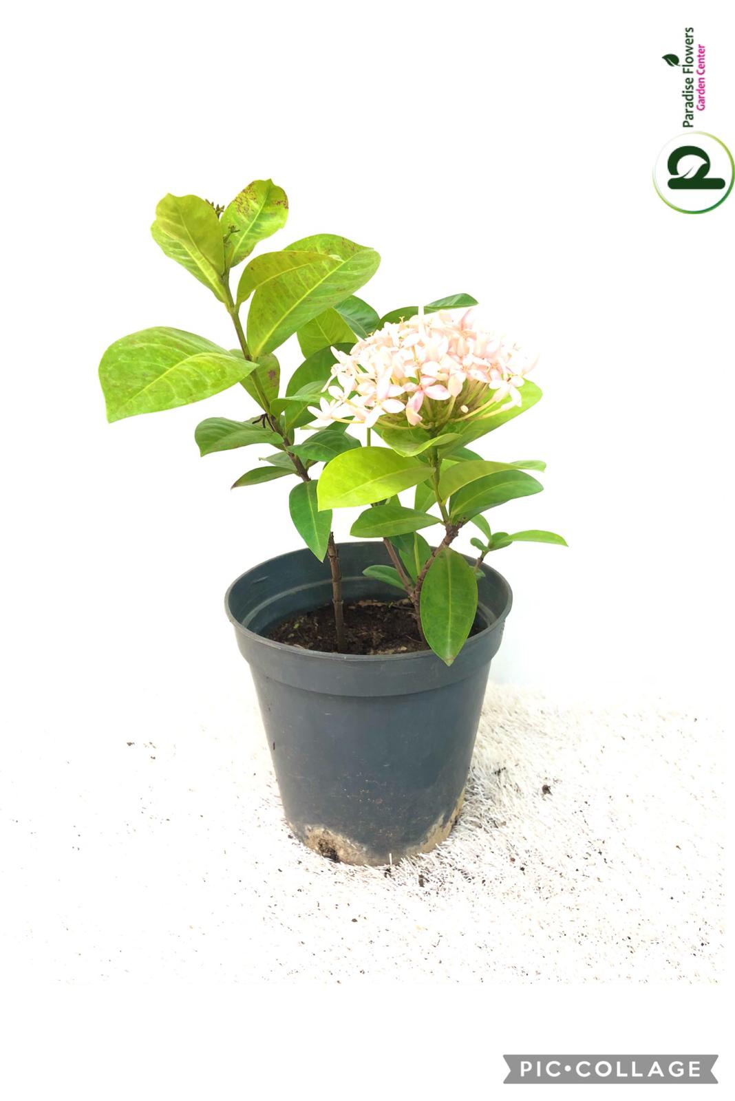 Ixora Chinesis 20cm