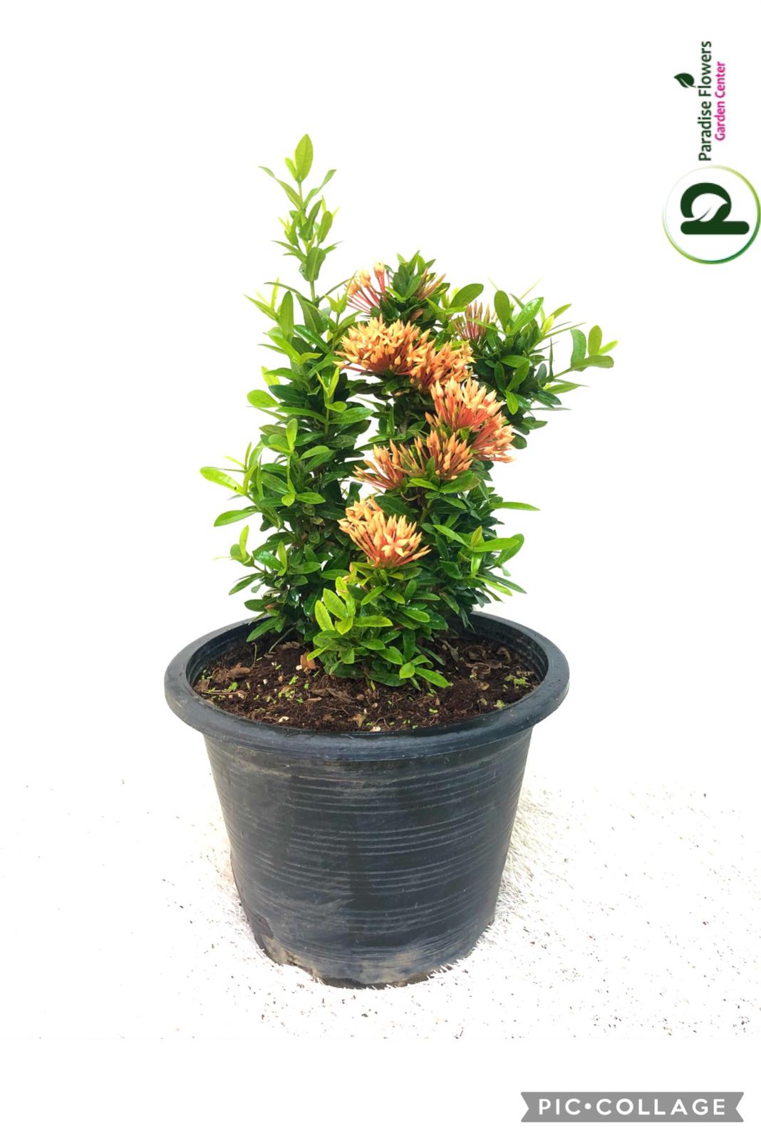 Ixora Chinesis 30cm