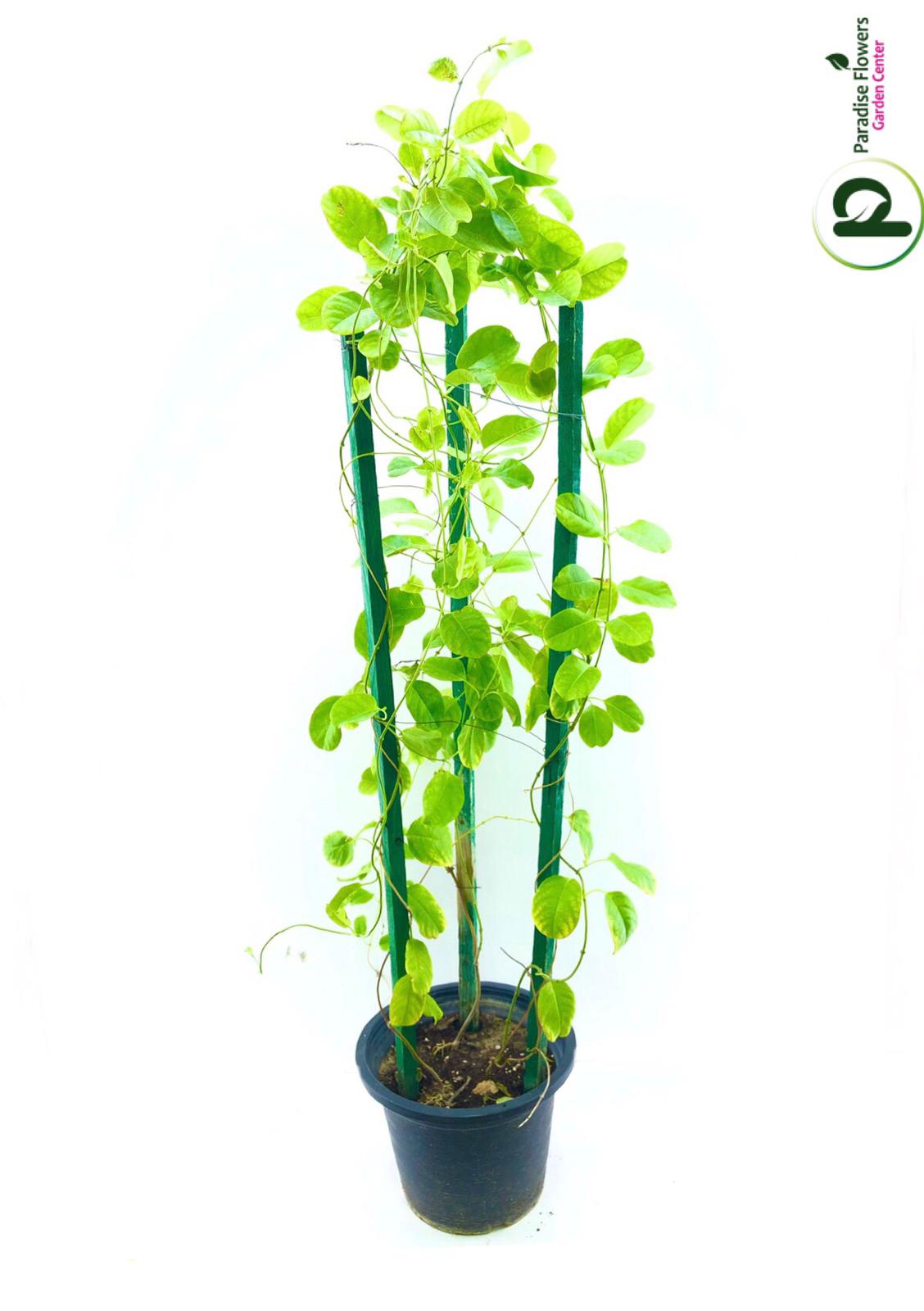 Mandevilla Jamesonii Stick