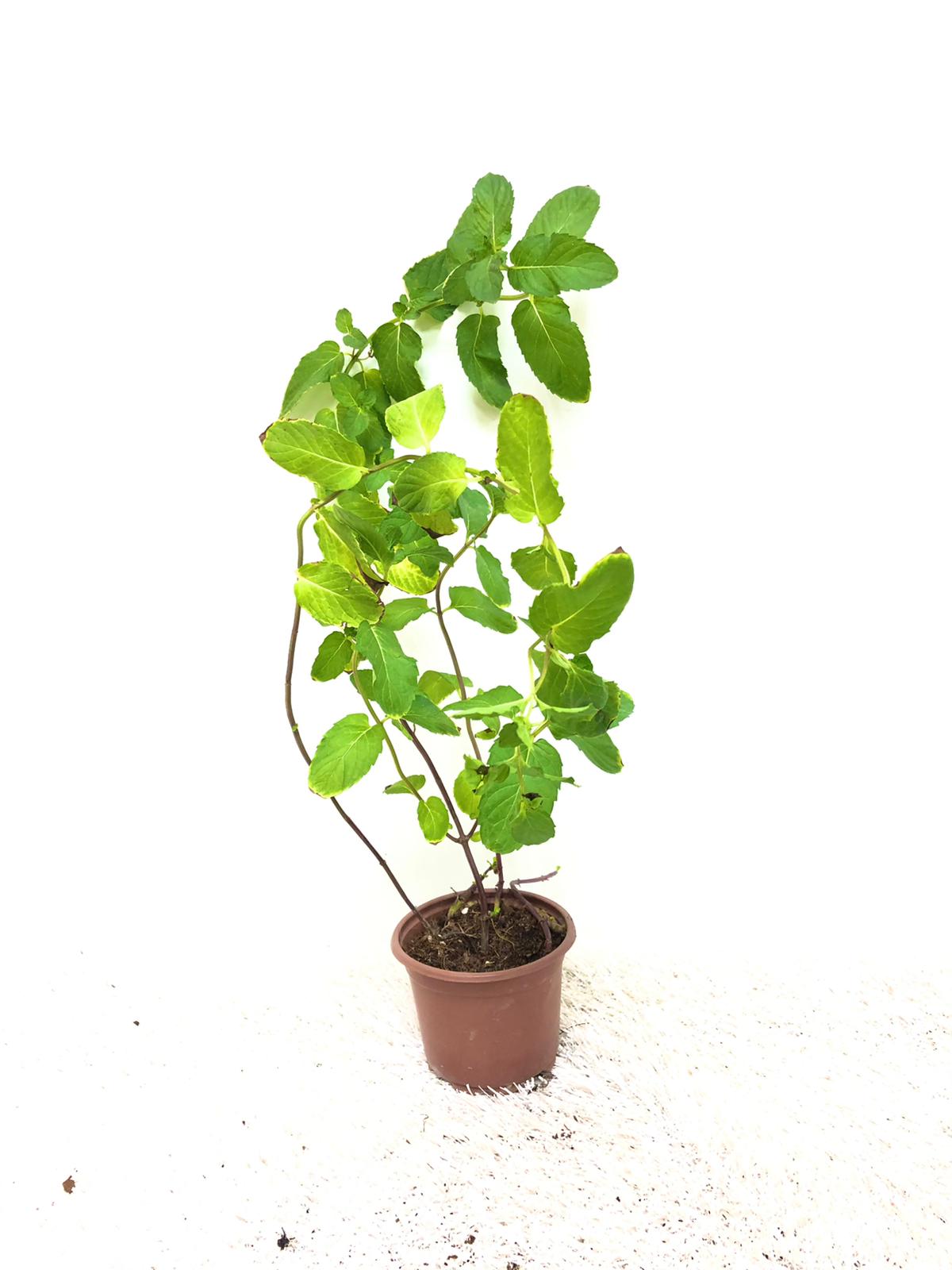 Mint Plant