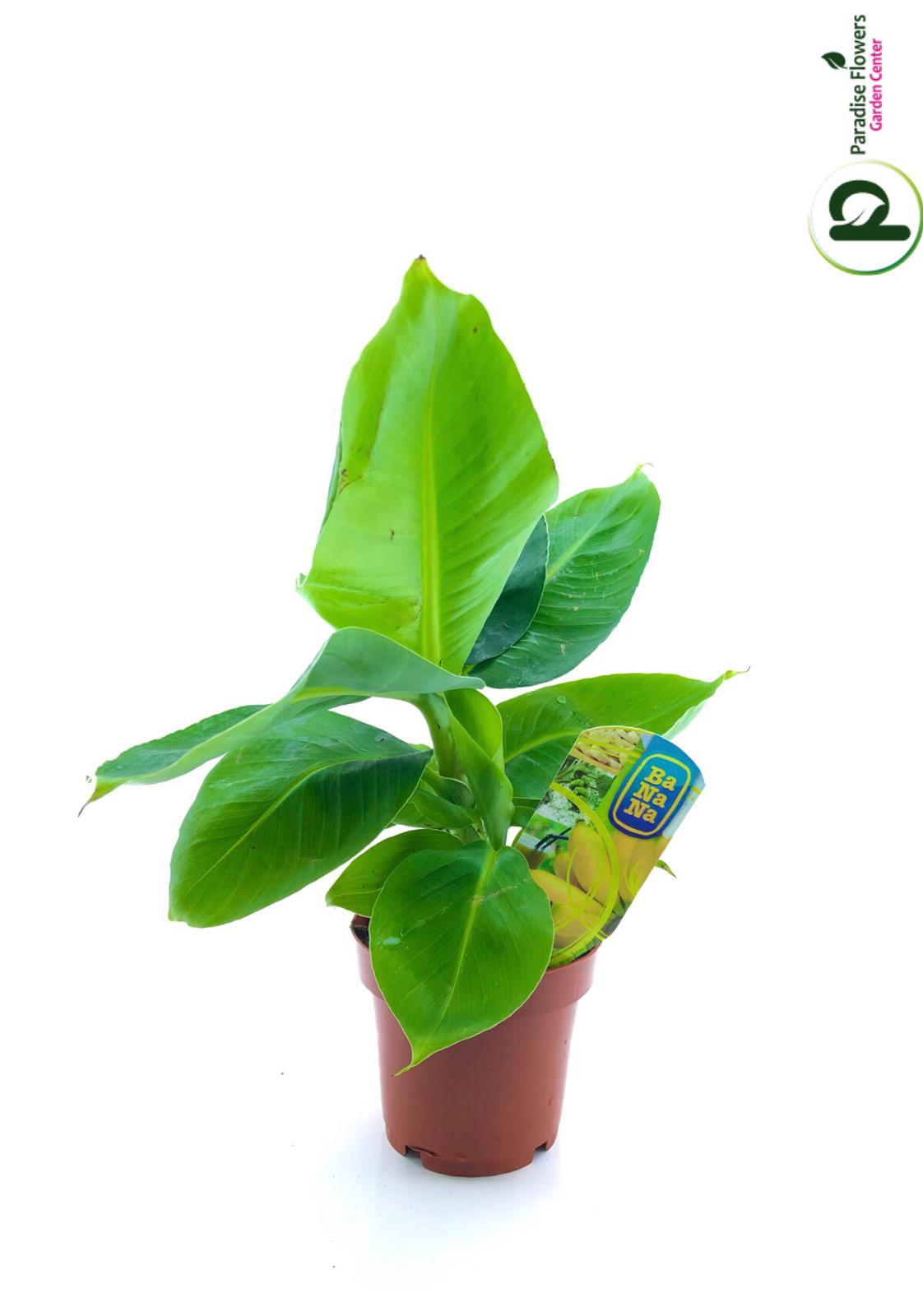 Musa Tropicana (Banana Dwarf)