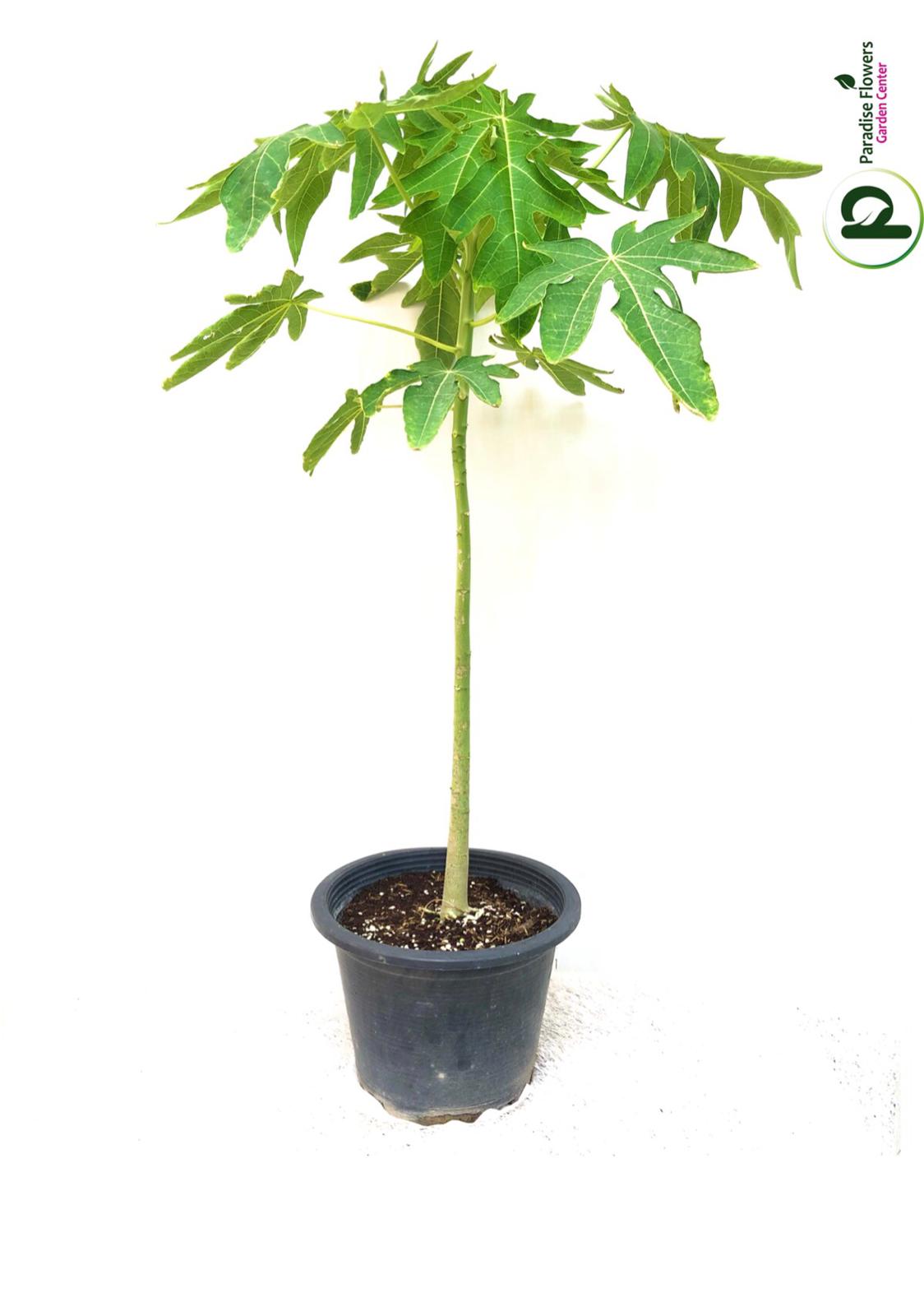 Papaya