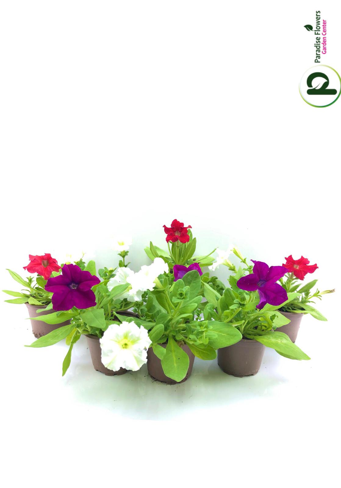 Petunia (Seasonal Bloom)